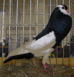 bohemain pouter blakc